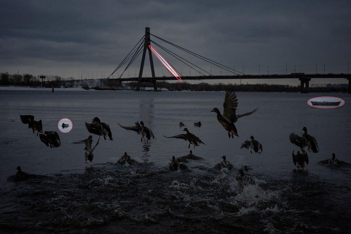 Najděte 3 rozdíly na fotografii s kachnami za 10 sekund: úžasná hádanka