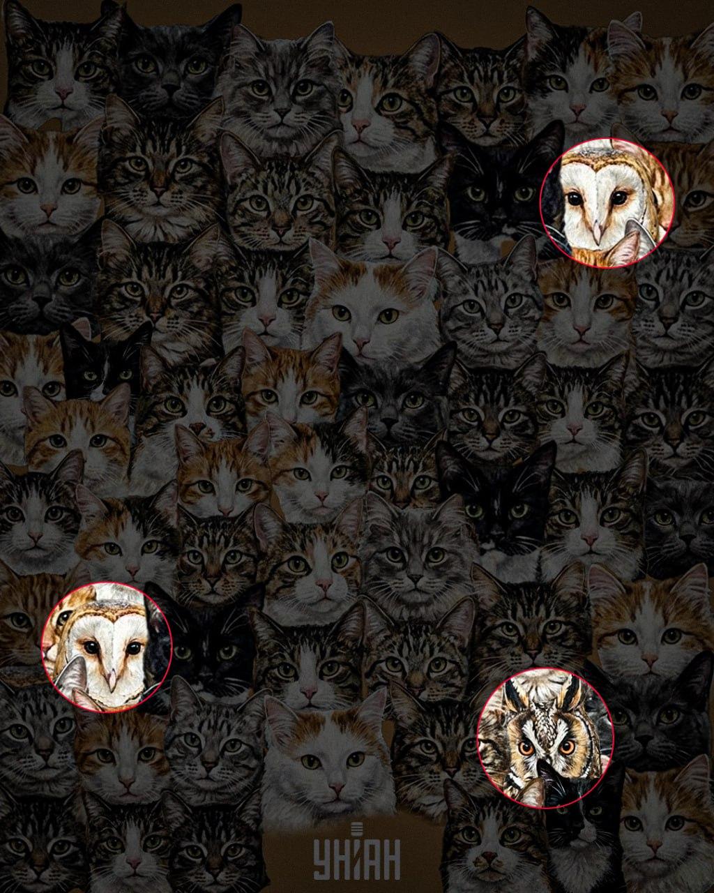97 % lidí nedokáže za 10 sekund najít 3 sovy mezi kočkami: úžasný optický klam