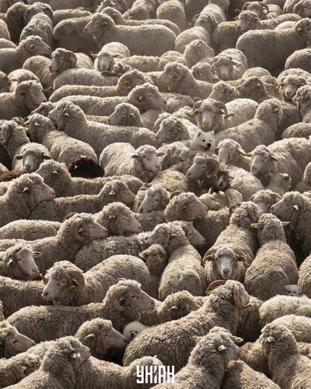 Pouze jeden ze 100 dokáže najít všechny psy na obrázku za 12 sekund: náročná logická hra.