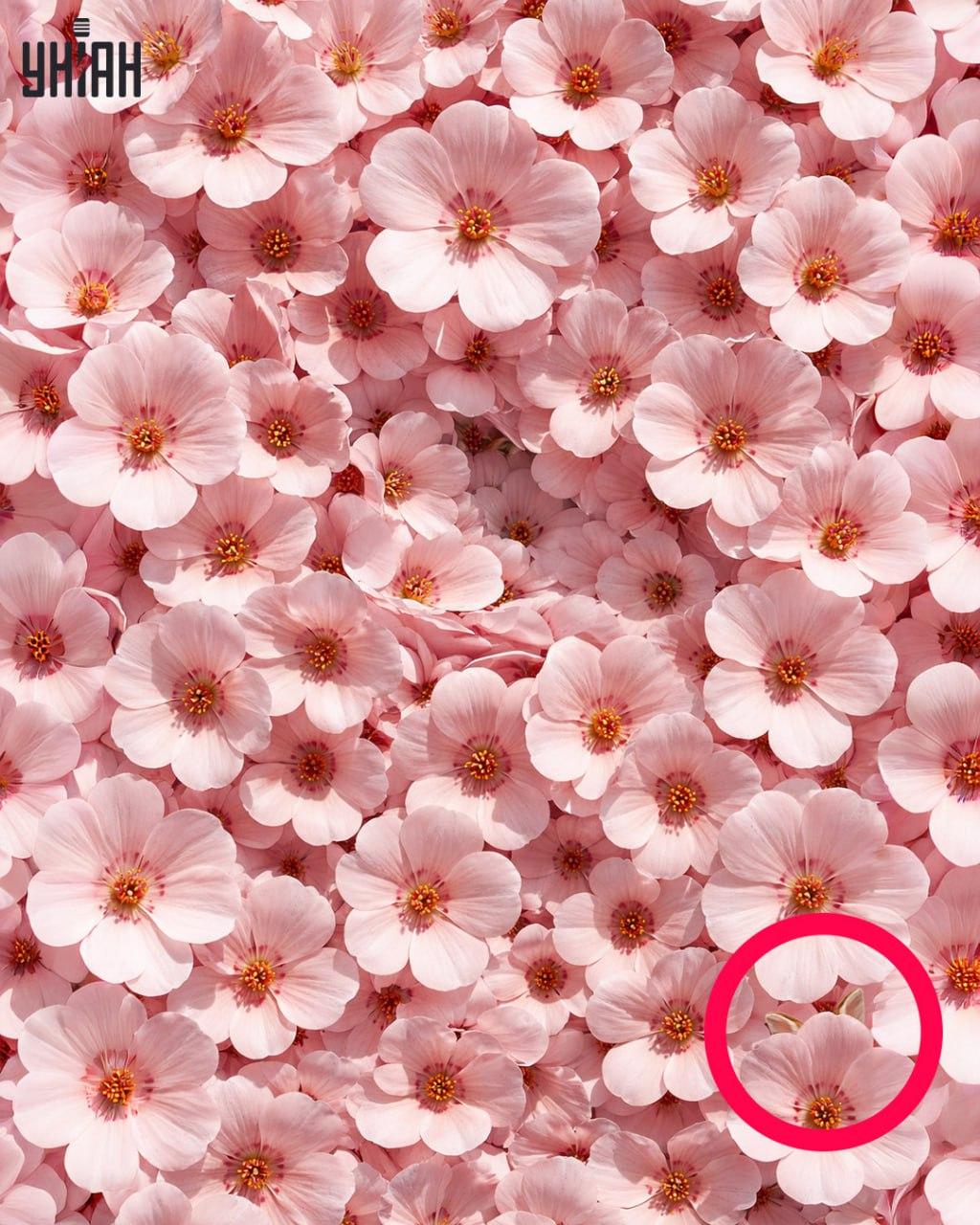 Pouze 1 % lidí dokáže najít králíka za 11 sekund: překvapivě složitý optický klam