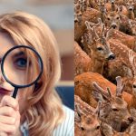 Nalezení tří koz mezi jeleny za 11 sekund: velmi složitý