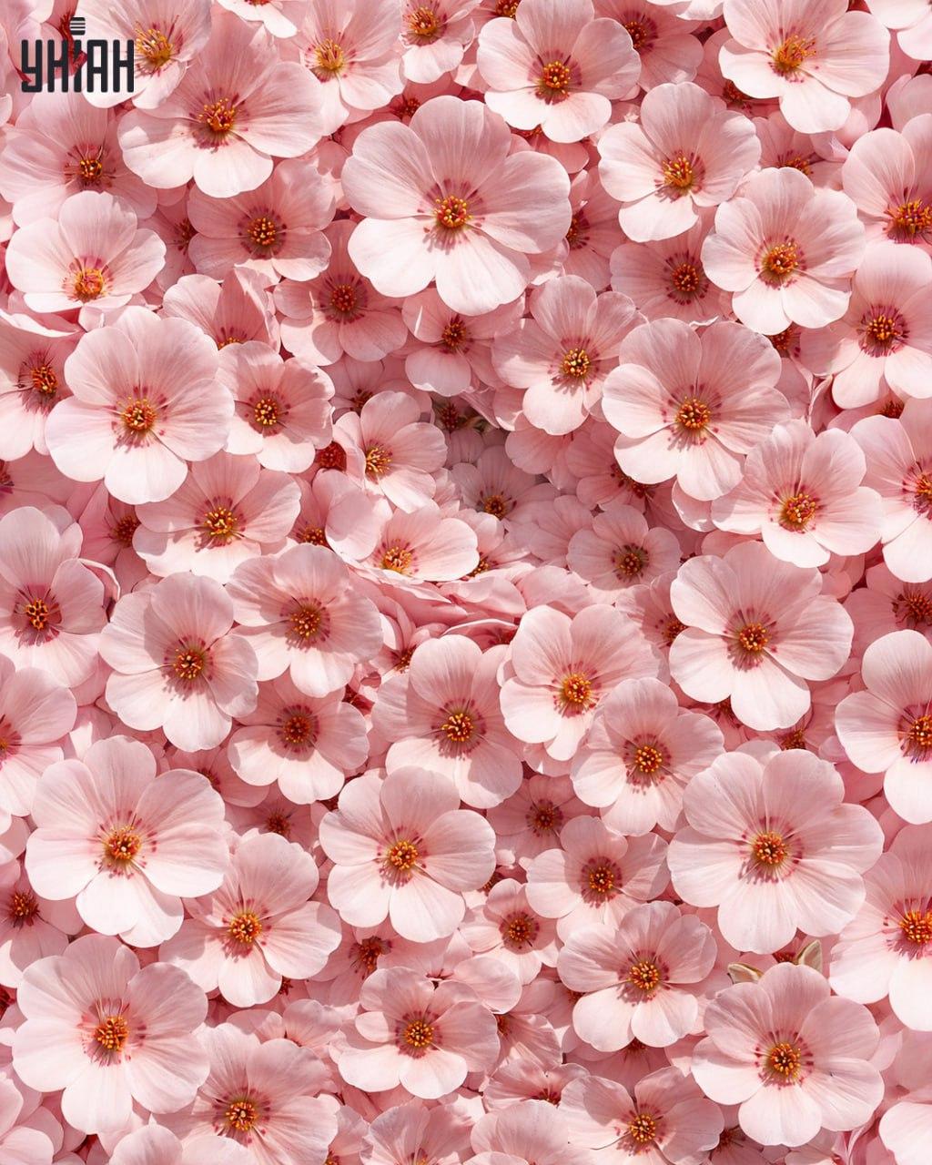 Pouze 1 % lidí dokáže najít králíka za 11 sekund: překvapivě složitý optický klam